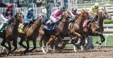 Dubai horse racing betting